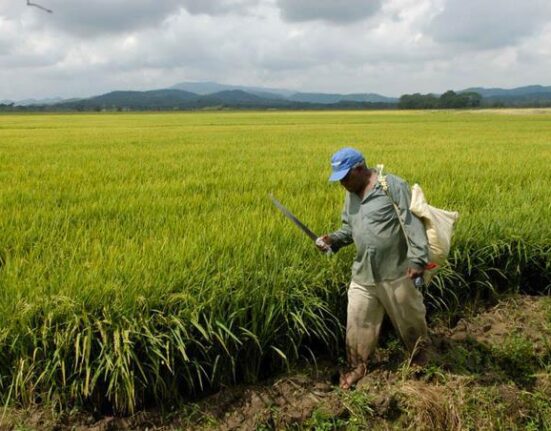 arroceros estan preocupados por medidas del tratado dr cafta