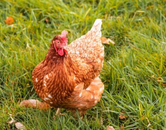 gallina ponedora campera