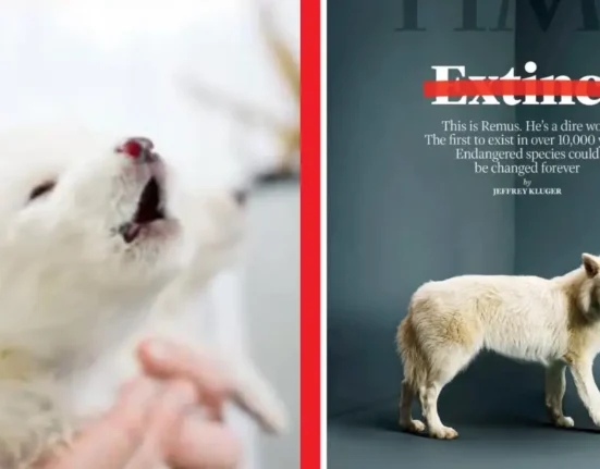 Cientificos Revivir Lobo Terrible Extinto